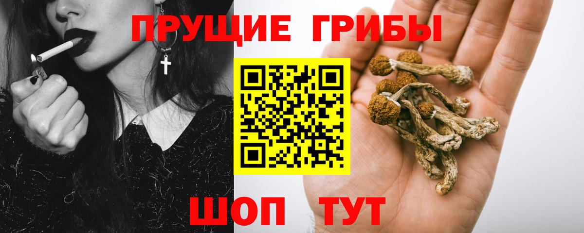 Псилоцибиновые грибы Psilocybine cubensis Тавда